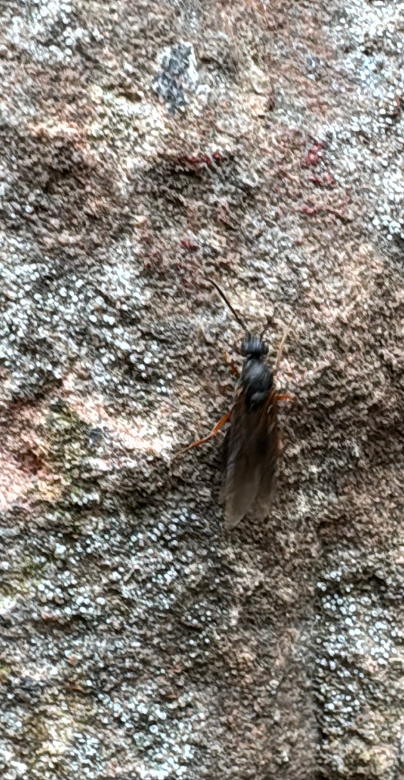 Une mouche de la Saint-Mark noire est posée sur une surface en pierre texturée. Ses caractéristiques typiques sont clairement visibles.