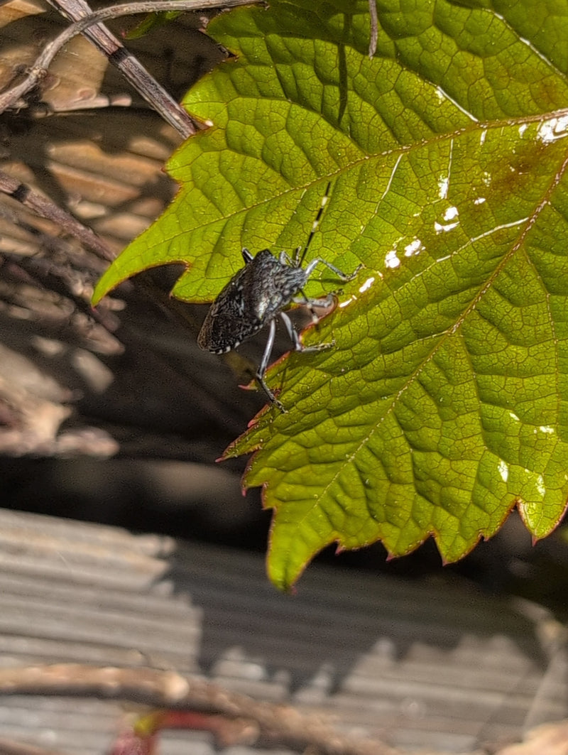 Punaise marbrée — Bild 2