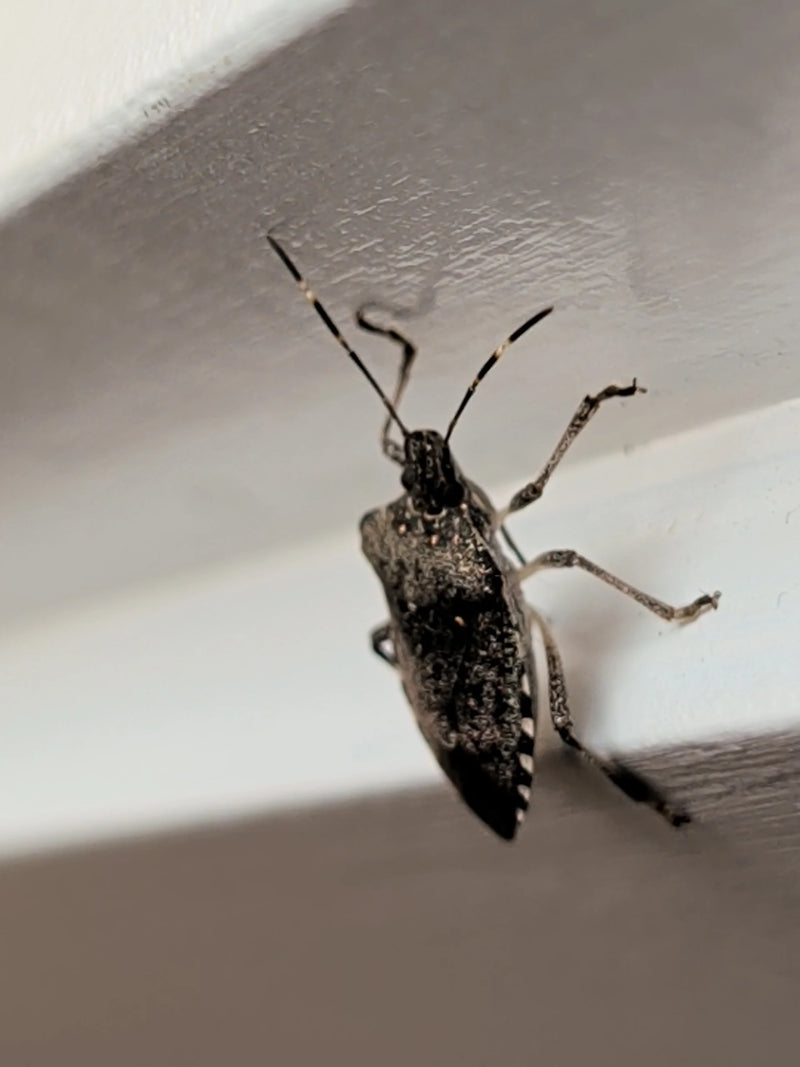 Une punaise diabolique adulte repose sur un mur blanc ou un cadre de fenêtre.