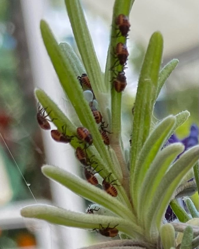 Plusieurs nymphes rouge et noir de la punaise diabolique grimpent sur les feuilles vertes d'une plante. Les jeunes insectes sont bien visibles en gros plan.