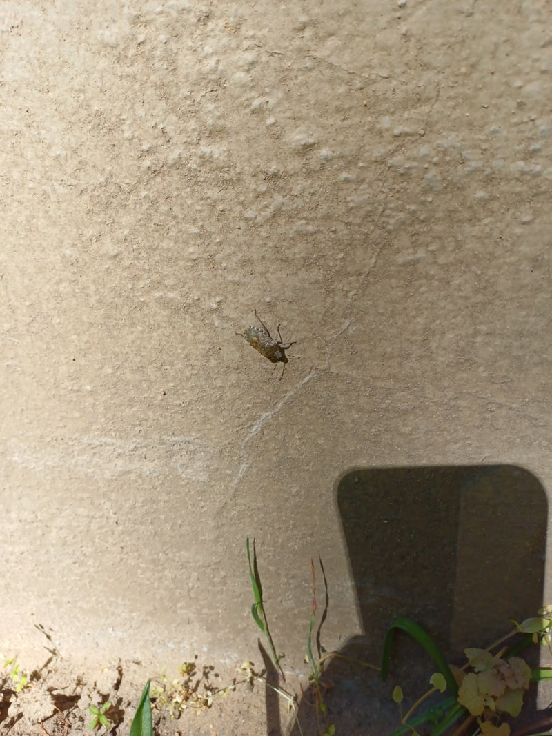 Une punaise diabolique est assise sur un mur clair enduit. L'insecte est vu du dessus.