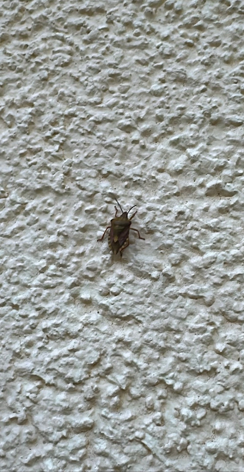 Punaise marbrée — Bild 1