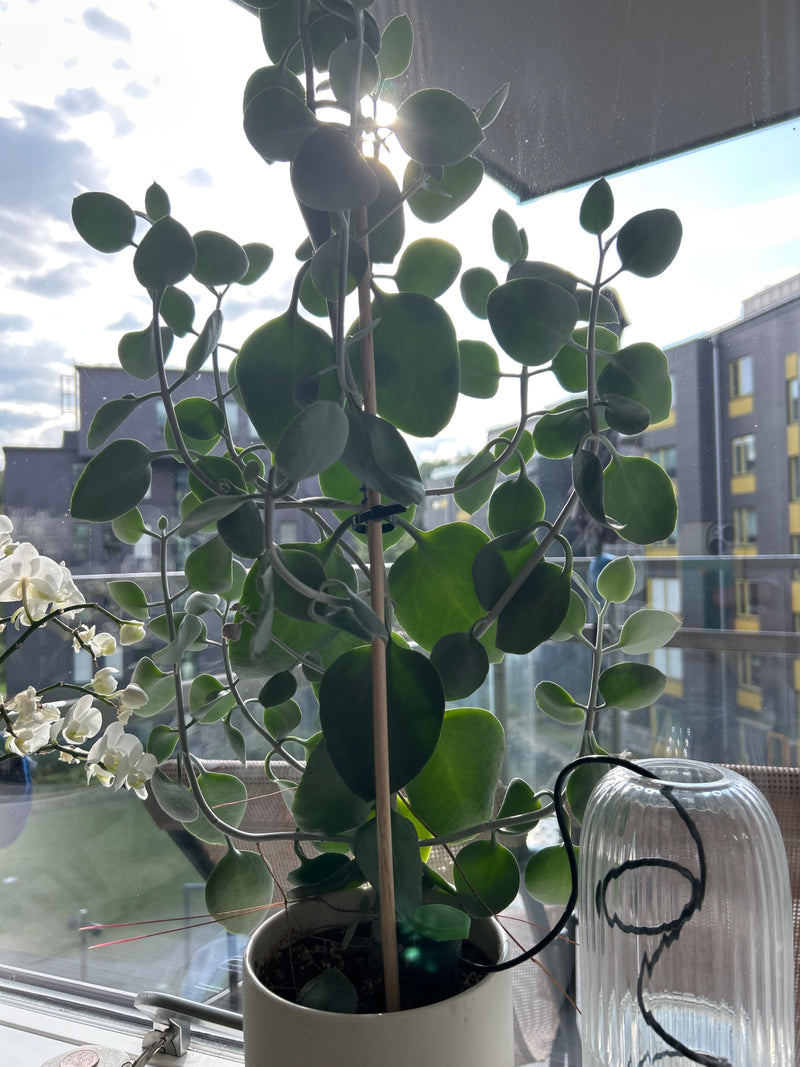 Marniers Kalanchoe — photo 1 sur 1