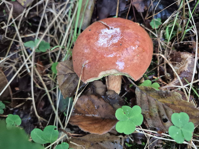 Un bolet bai au chapeau brillant et légèrement grignoté pousse sur le sol forestier parmi des feuilles mortes et des oxalis.