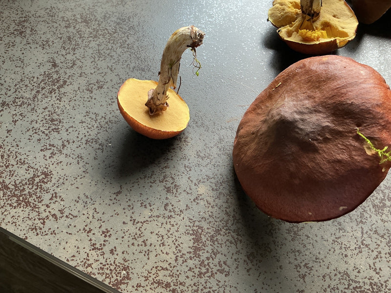 Plusieurs bolets bais récoltés reposent sur une surface tachetée, montrant la surface des pores et le dessus brun du chapeau.