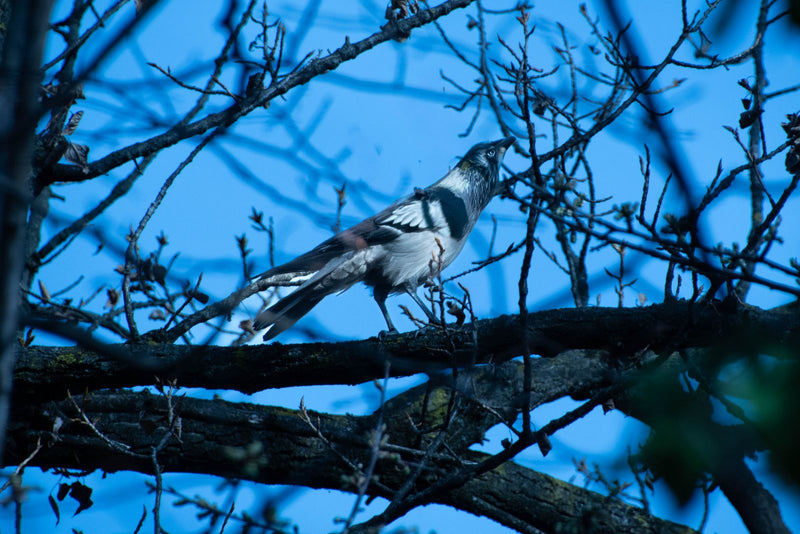Un Échenilleur à masque noir est perché sur une branche nue se détachant sur un ciel bleu. L'oiseau regarde vers le haut, montrant clairement son masque faci...