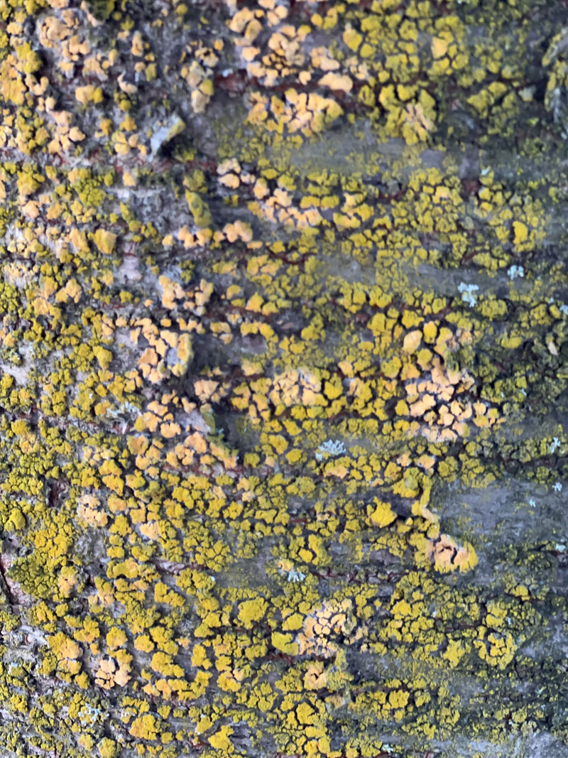 La xanthorie mandarine pousse à plat sur l'écorce rugueuse d'un arbre. Ses structures thallines jaune-orange sont bien visibles.