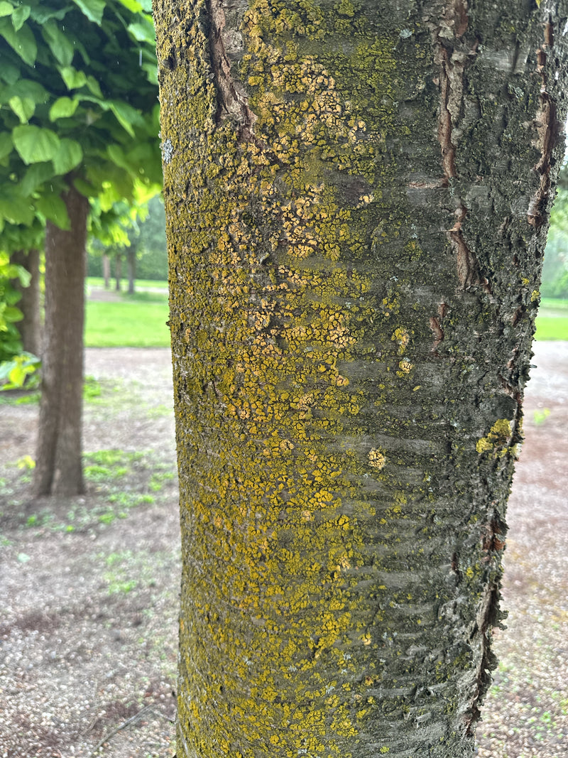 Une xanthorie parète jaune-orange se développe sur l'écorce rugueuse d'un tronc d'arbre. Le gros plan montre la croissance typique en plein air.