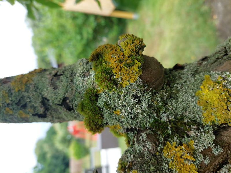 L'image montre la xanthorie parétaire poussant sur l'écorce rugueuse d'un arbre. Elle présente sa couleur jaune-orange typique et est clairement reconnaissable.