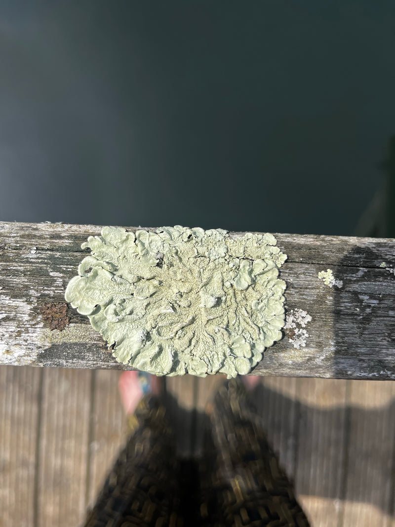 L'image montre un xanthoria parietina poussant sur une surface en bois. La prise de vue montre le thalle foliacé en vue de dessus.