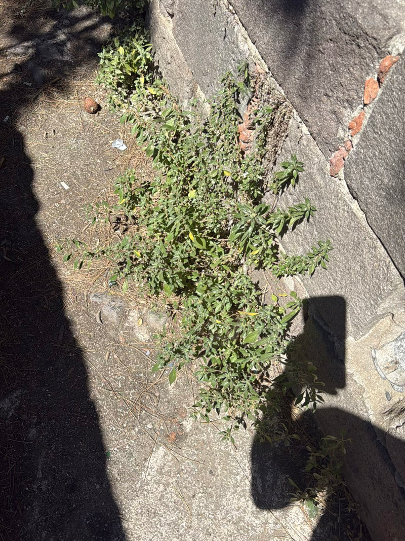 Salicorne murale — Bild 2