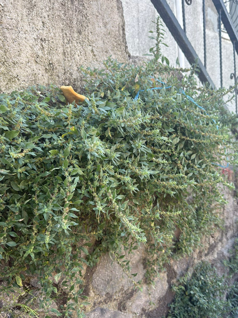 Salicorne murale — Bild 4