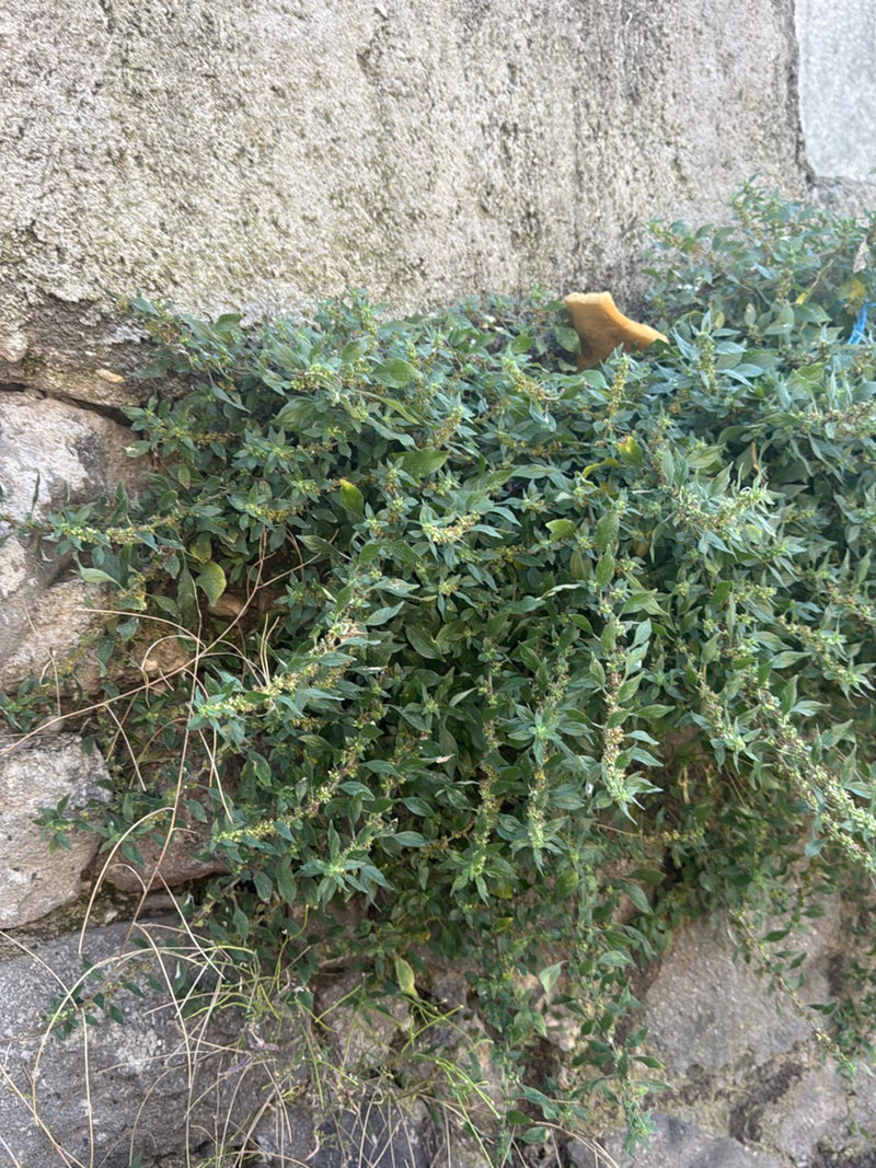 Salicorne murale — Bild 3