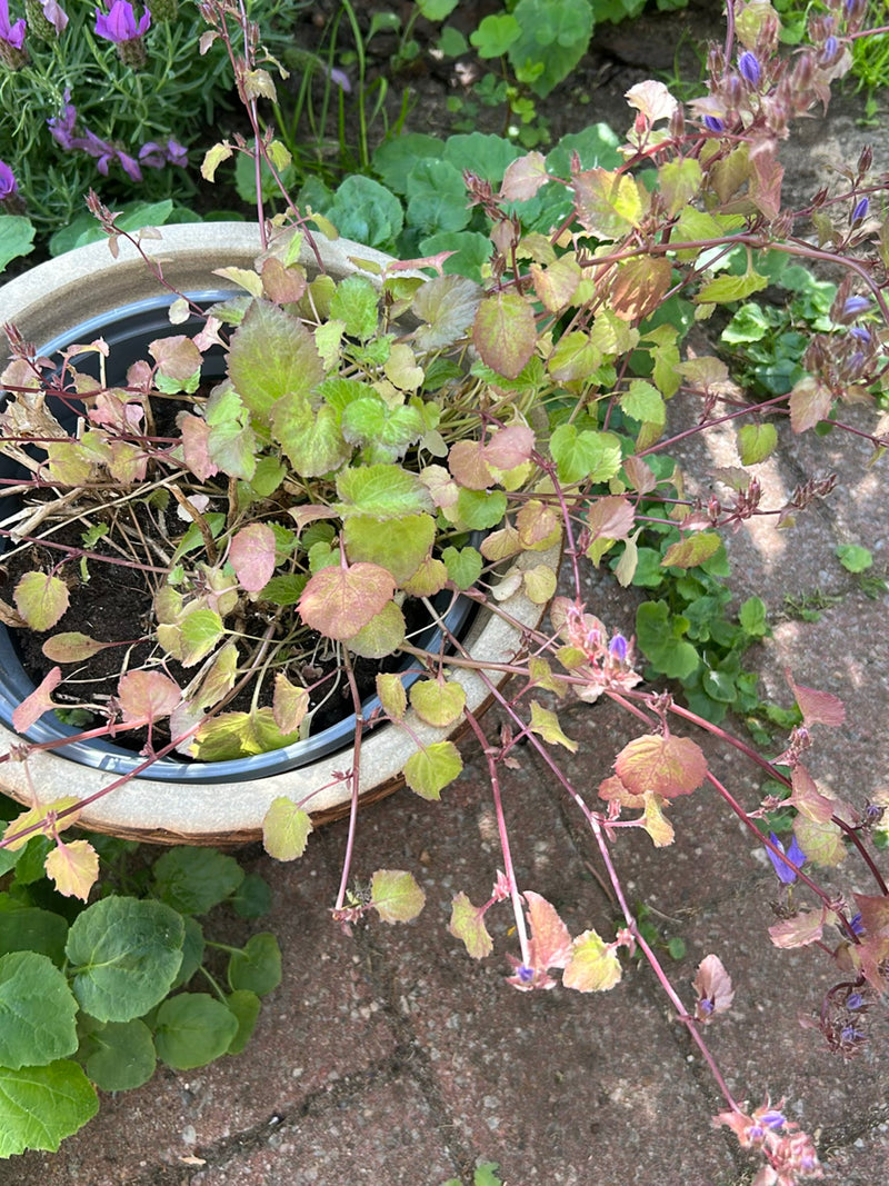 On aperçoit une campanule des murs dans un pot de fleurs rond sur un sol pierreux. La plante présente de nombreuses tiges rougeâtres, des feuilles vertes à r...