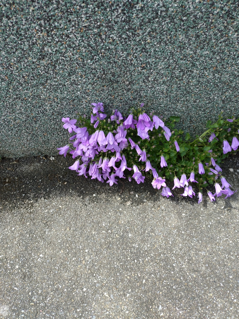 On peut voir une campanule des murs en fleurs, poussant à la transition entre un mur et le sol. La plante présente de nombreuses fleurs violettes en forme de...