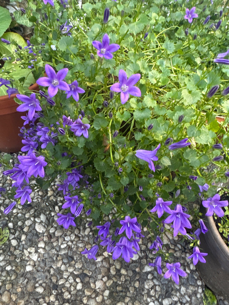 On voit une campanule des murailles avec de nombreuses fleurs violettes et des feuilles vertes. La plante se trouve dans un pot sur un sol de gravier.