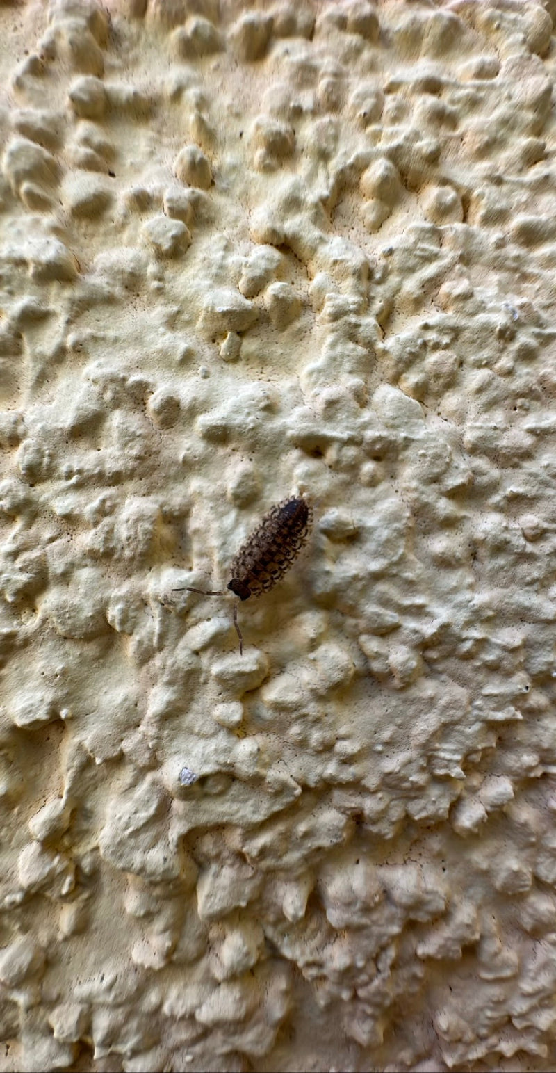 Profil isopode mural — Bild 1