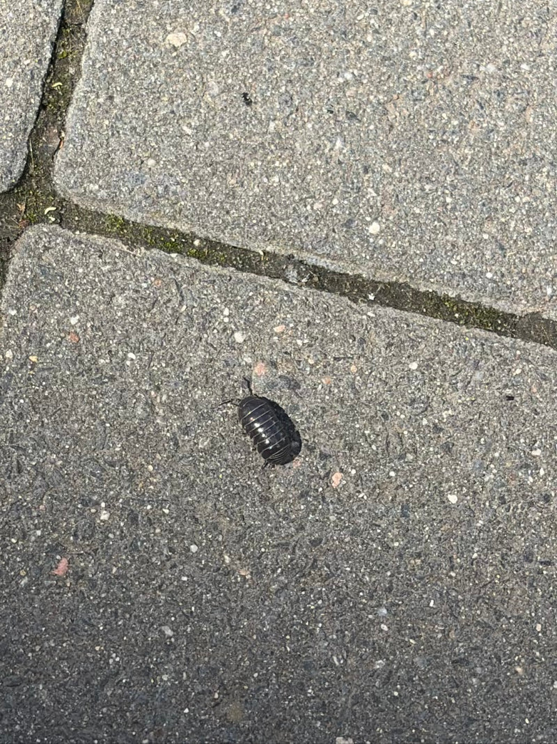 Un clopoulu rampe sur des dalle de pierre grise. L'animal ovale et segmenté est bien visible.