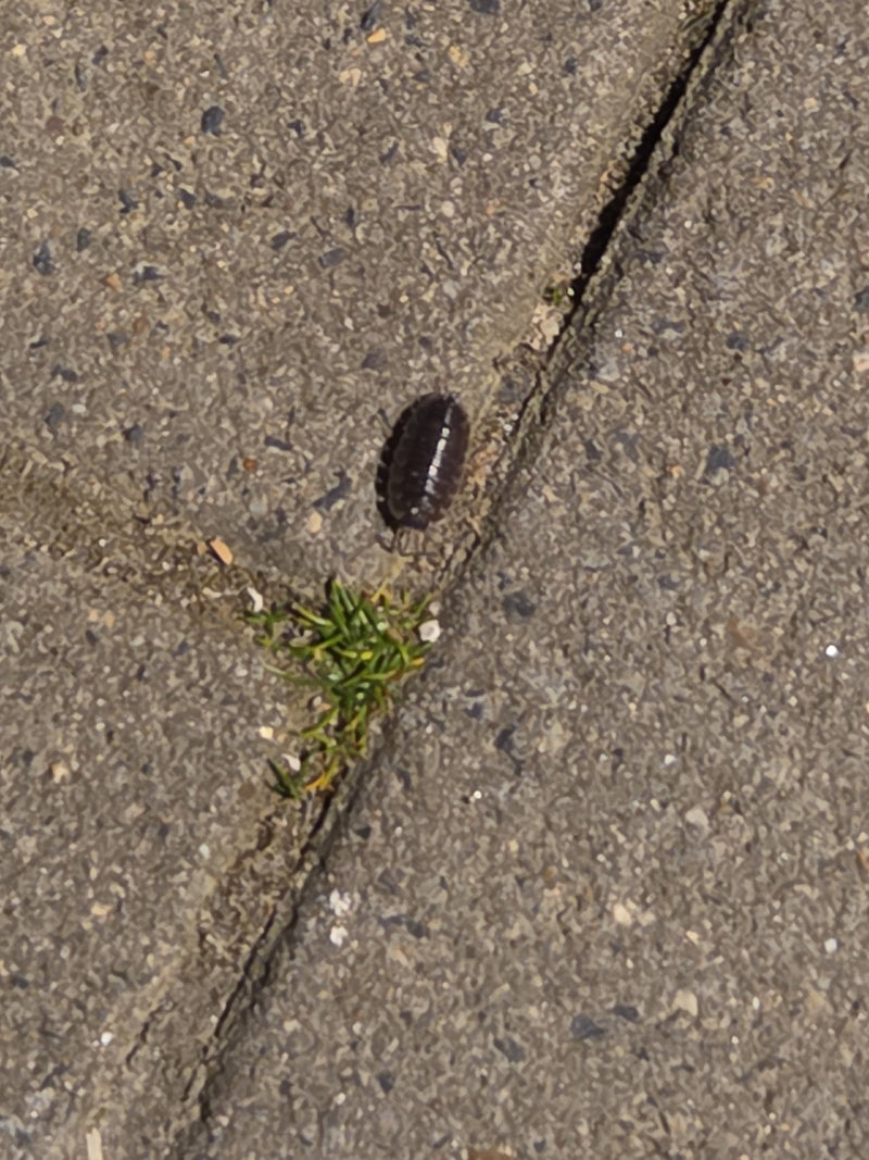 Un clopoulu rampe sur un sol en pierre grise près d'une petite plante.