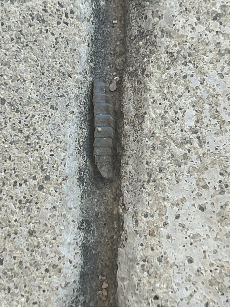 Cloportes des murs (genre) — Bild 1