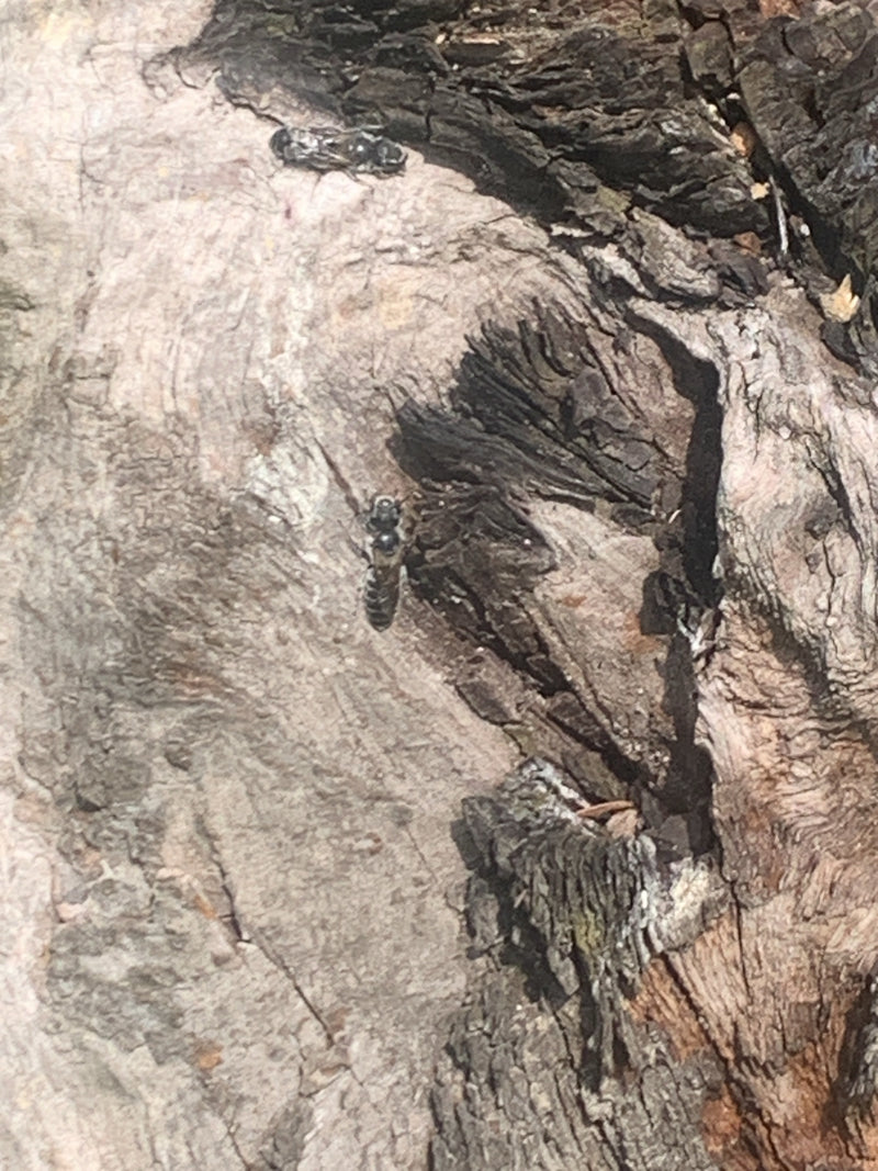 Abeilles maçonnes — Bild 2