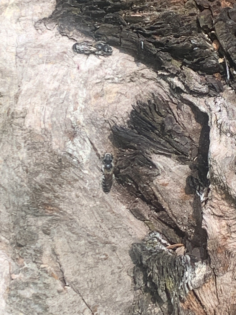 Abeilles maçonnes — Bild 1