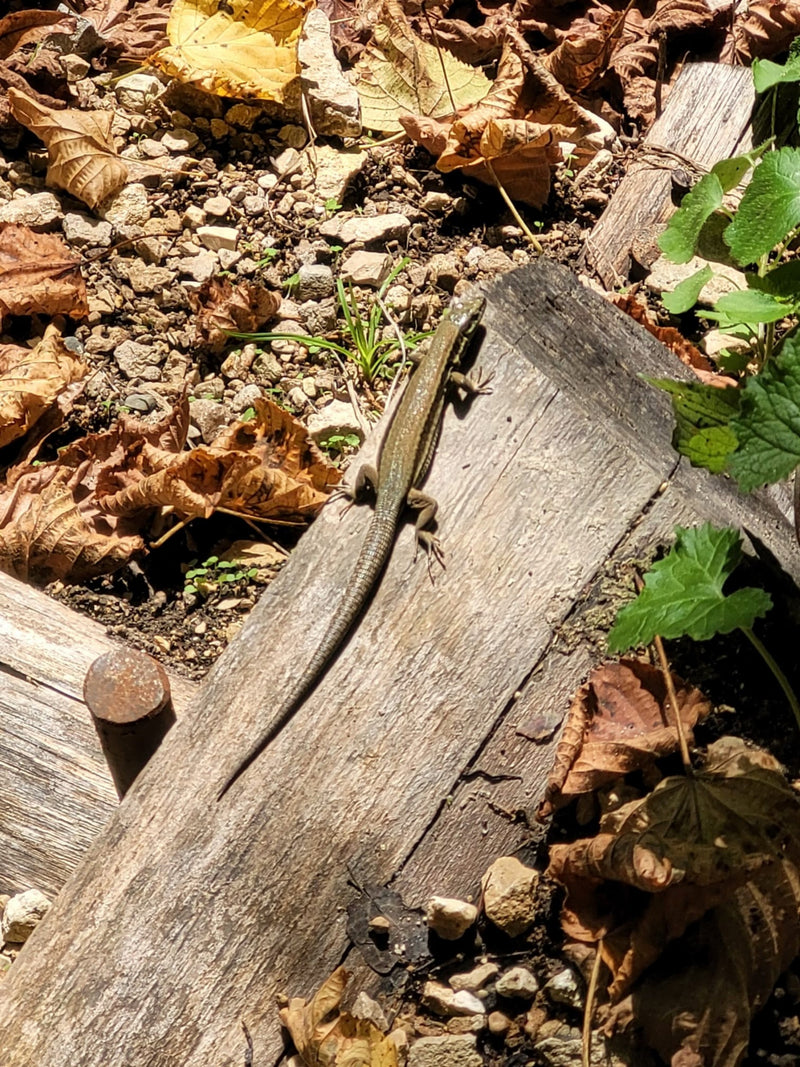 Lézard des murailles — Bild 1