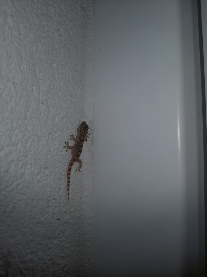 Gecko mural — Bild 1