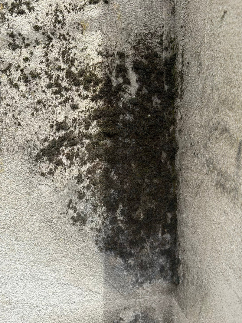 Mousse murale — Bild 2