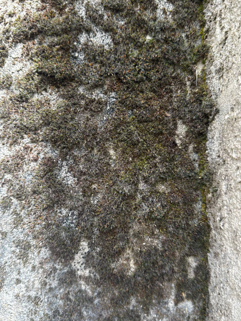 Mousse murale — Bild 1