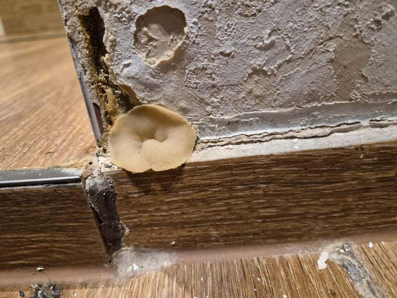 L'image montre un carpophore en forme de coupe de la pézize des maisons poussant sur un mur intérieur plâtré. Le spécimen de champignon brun-jaunâtre se trou...