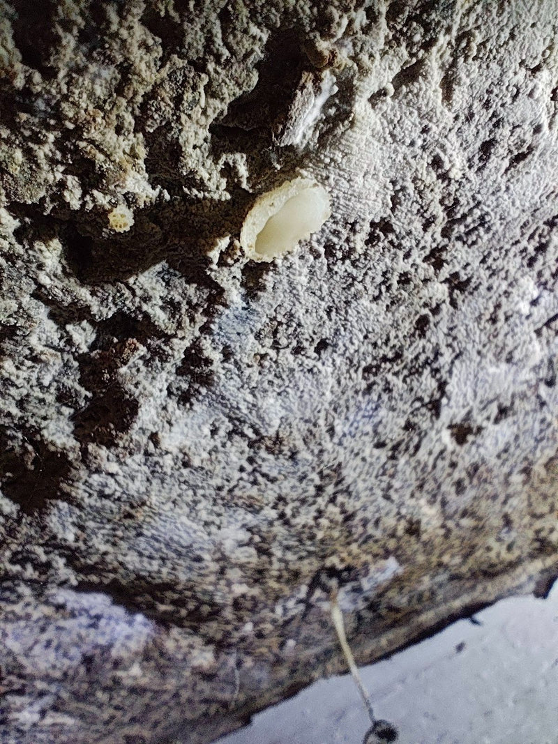 Un sporophore en forme de coupe de Peziza domiciliana pousse sur un mur rugueux et minéral.