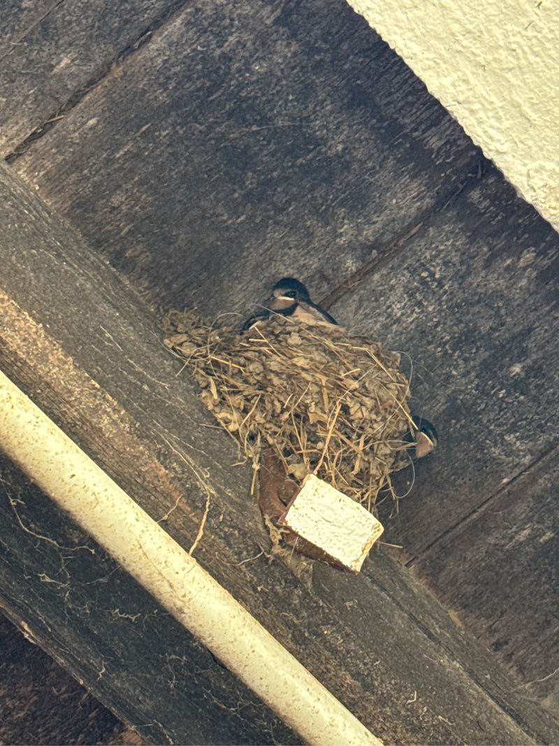 Martinets — photo 5 sur 27