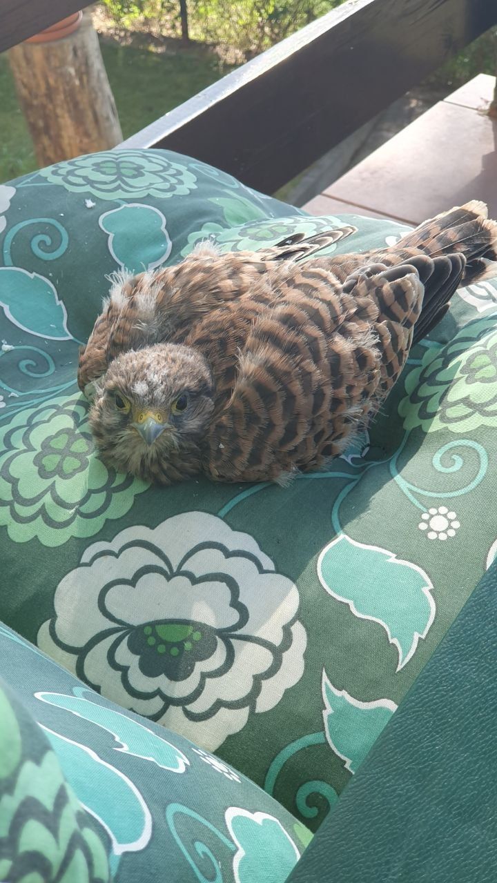Un jeune faucon crécerelle est assis de face sur un coussin à motifs verts.