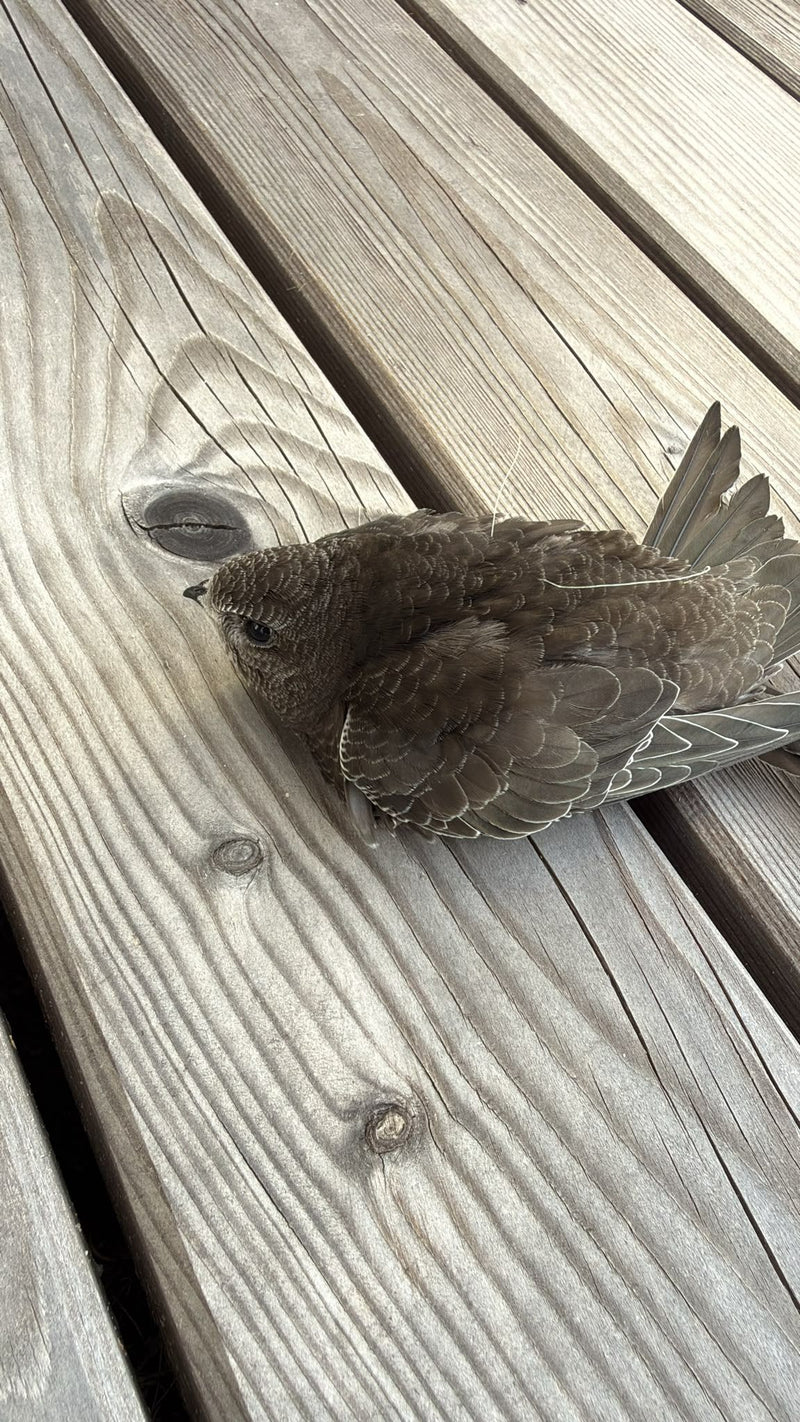 Un martinet noir est assis sur une terrasse en bois. L'oiseau se repose sur le sol.