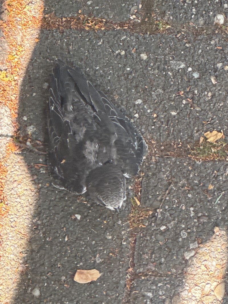 Un martinet noir adulte est posé sur le sol sombre. Le plumage est foncé et les longues ailes sont repliées contre le corps.