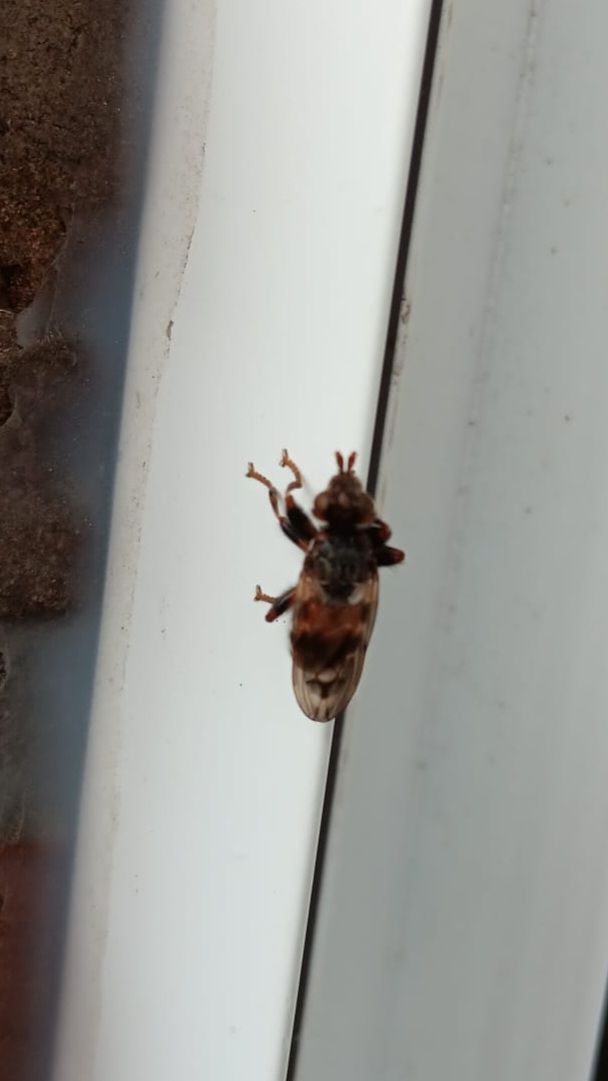 Mouche du pou rapide — Bild 1