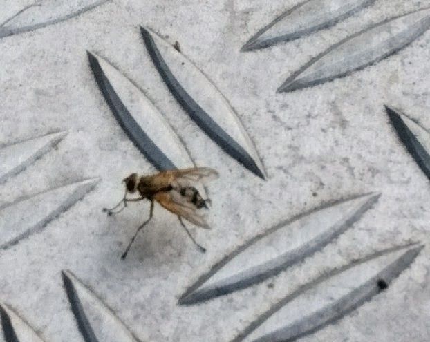 Une mouche plate du martinet est posée sur une surface métallique structurée. L'insecte est bien visible avec ses ailes et ses pattes caractéristiques.