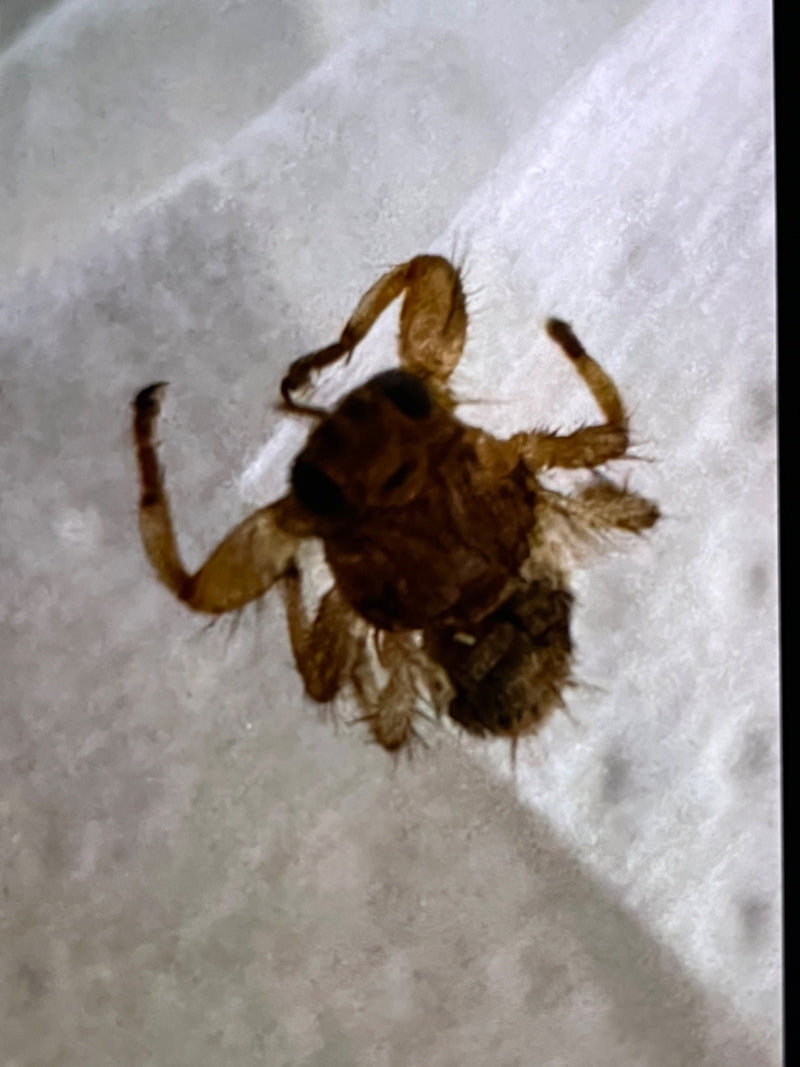 Une mouche plate du martinet est posée sur un fond clair. Son corps plat et poilu ainsi que ses pattes robustes sont bien visibles.