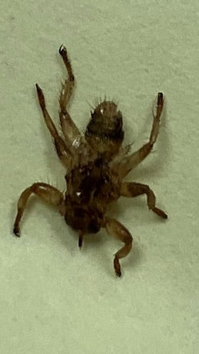 L'image montre une mouche plate du martinet adulte posée sur un fond clair. Son corps aplati et ses pattes robustes sont bien visibles.