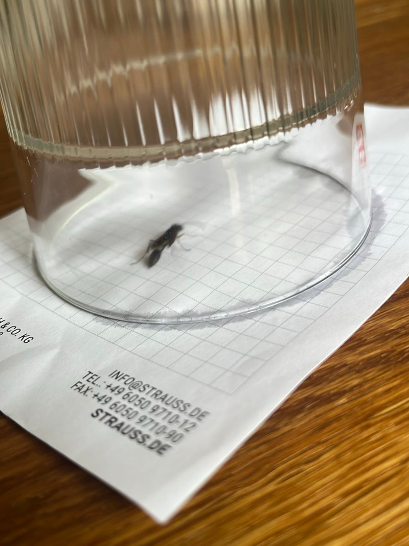 L'image montre une guêpe maçonne piégée sous un verre renversé sur du papier quadrillé. L'insecte repose sur la surface.