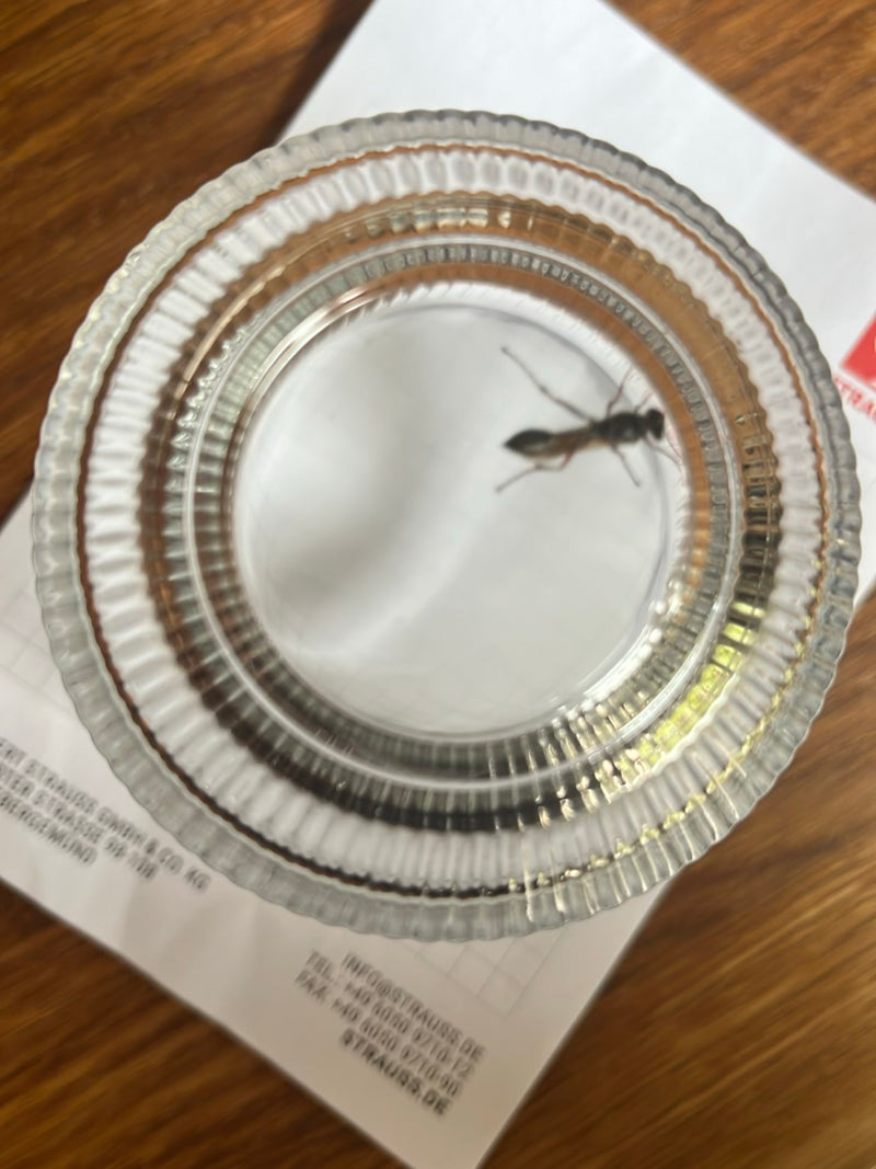 Une guêpe maçonne élancée (Sceliphron) est capturée sous un verre retourné posé sur du papier. Sa forme corporelle caractéristique avec un pétiole long est b...