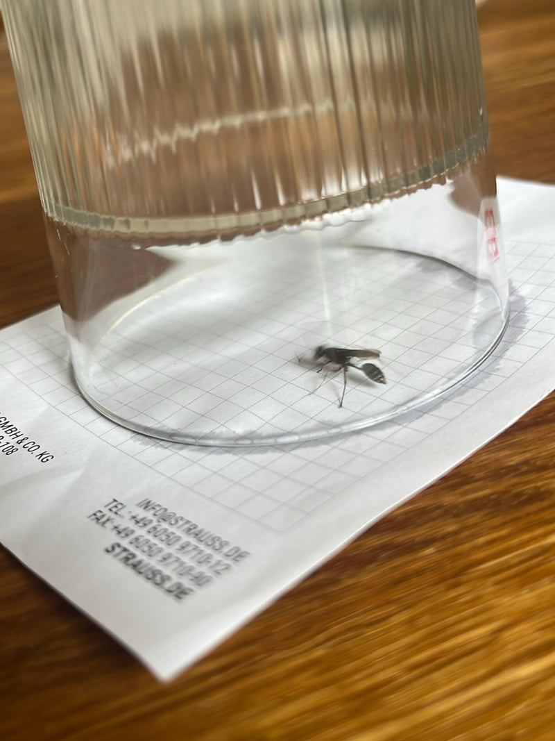 Une guêpe maçonne est assise sous un verre à boire retourné sur une feuille de papier. La guêpe élancée est bien visible.