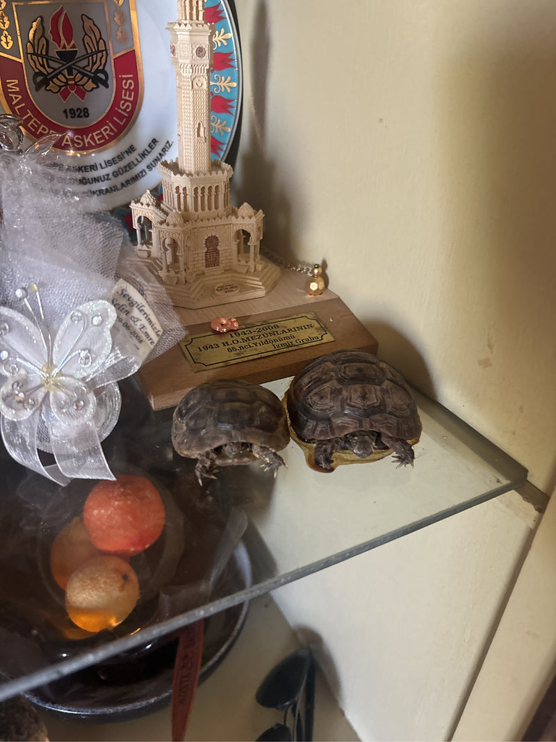Tortue maure — Bild 2