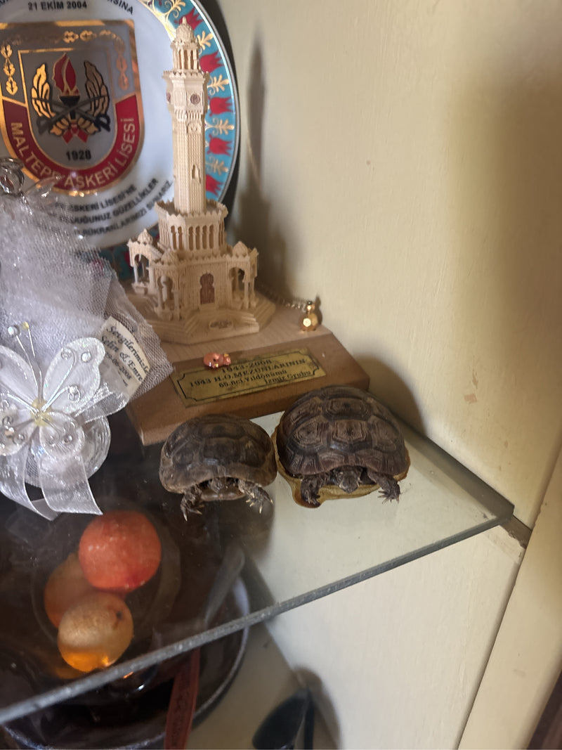 Tortue maure — Bild 1