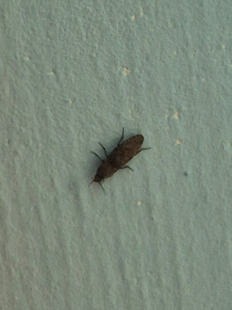 Coléoptère gris souris — Bild 1