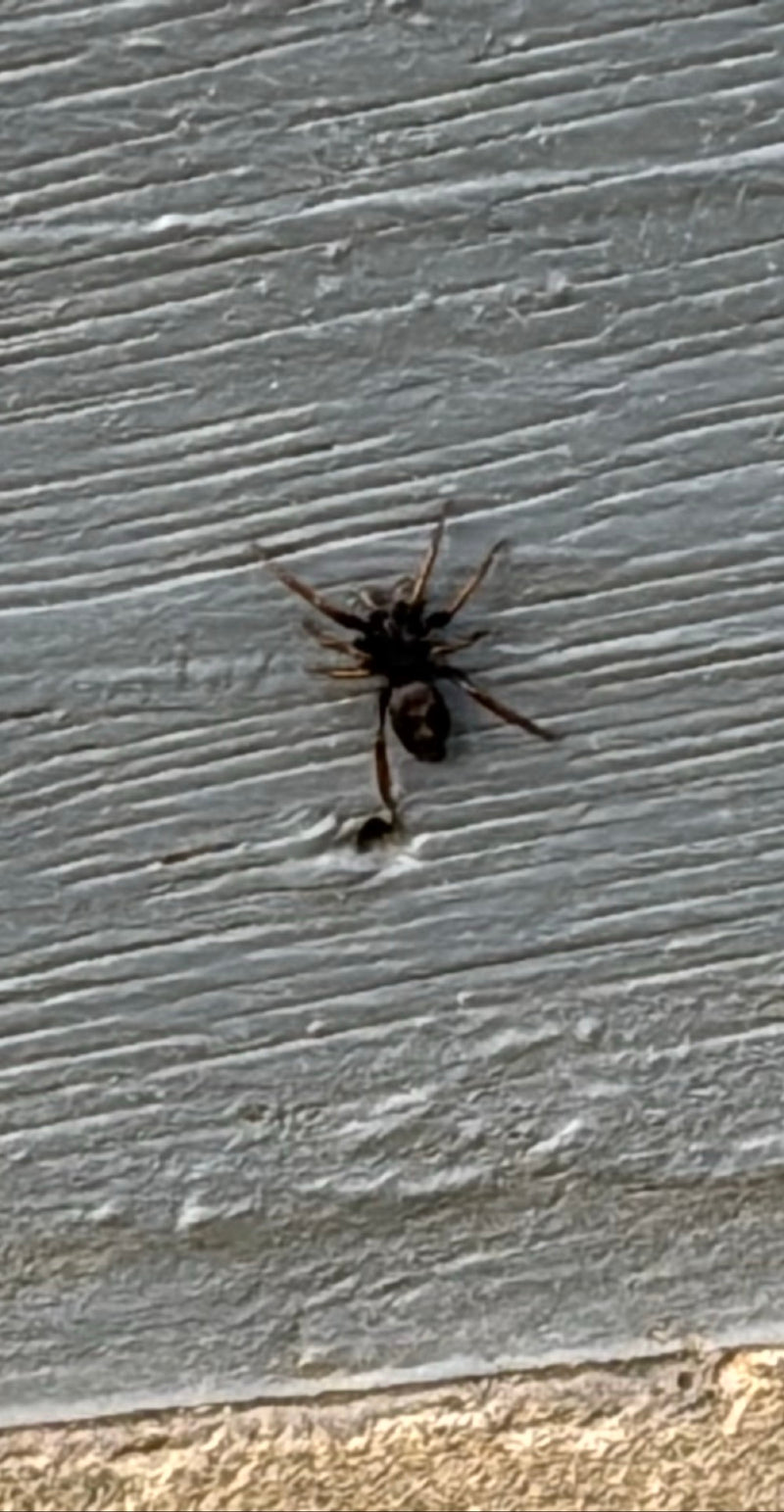 Une araignée porte-casque est assise sur un mur en bois gris et structuré, restant immobile. L'animal est bien visible.