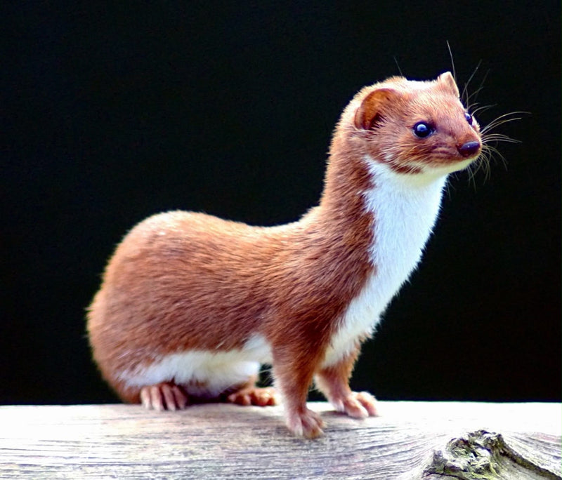 Une belette pygmée est assise attentivement sur une bûche et regarde vers la droite. L'animal présente le pelage brun typique avec la gorge et la poitrine bl...