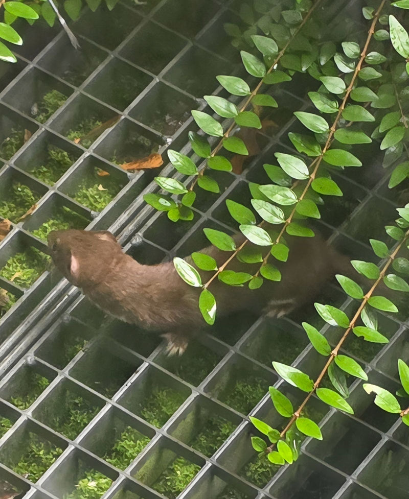 Une belette d'Europe se déplace sur une grille métallique, vue de dessus sous des feuilles.