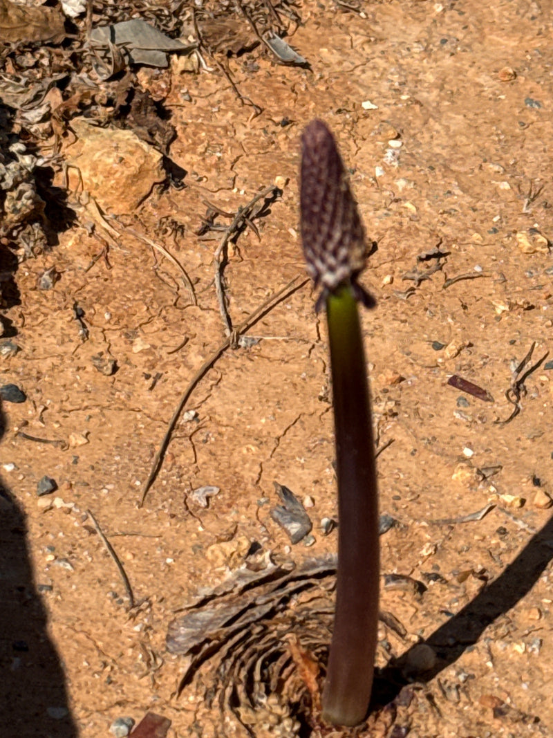 On voit la jeune inflorescence encore fermée d'une urginée maritime poussant sur un sol sec.